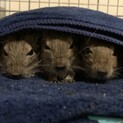 デグーの子供 里親募集