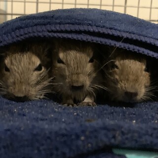 デグーの子供 里親募集