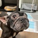 愛嬌抜群！性格はなまるのフレブル【ロテちゃん】