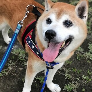 人懐こくてまだまだ元気！な柴犬タロウくん
