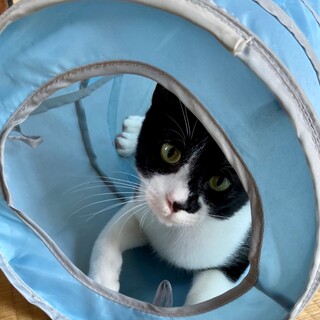 新しく家族として迎えてくださる方を募集しています。