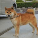 【日本犬保存会血統書有り】柴犬  