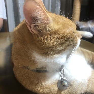 の写真