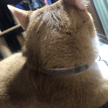 の写真