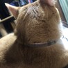 の写真