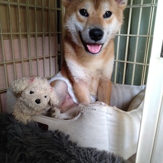 足が悪いけど若くて穏やかな若い柴♂