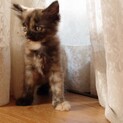 2022年７月ごろ生まれた子猫です
