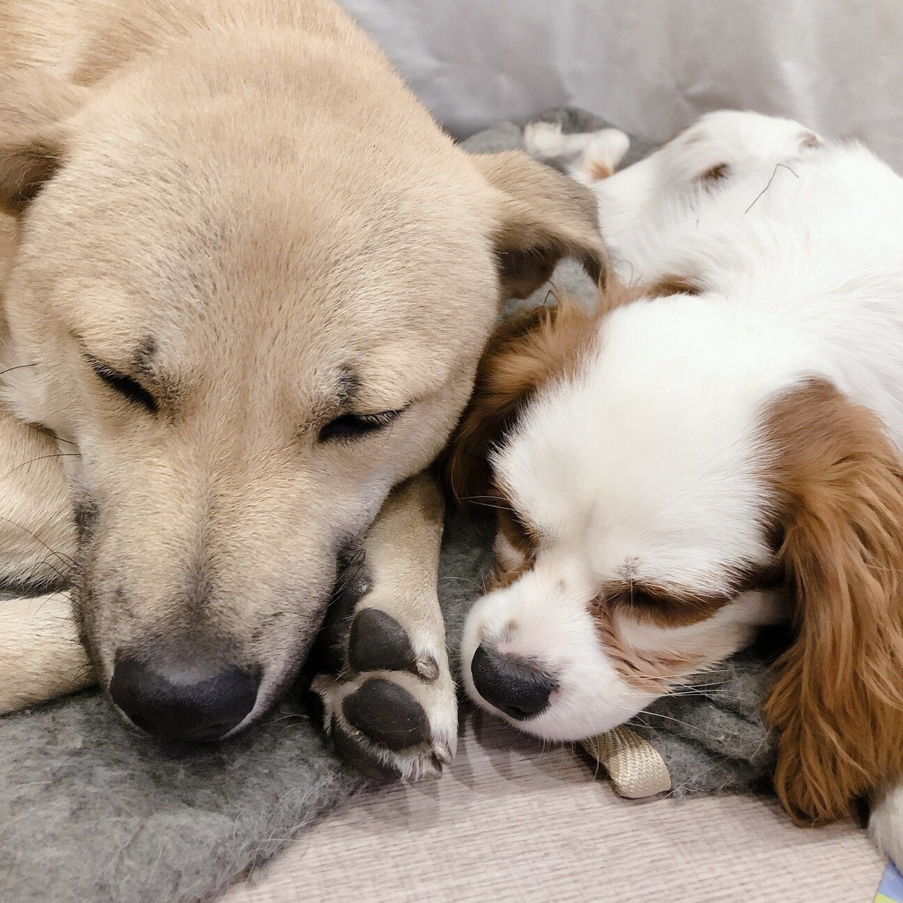 2匹迎えてくださる方 愛知県 犬の里親募集 ペットのおうち 月間利用者150万人