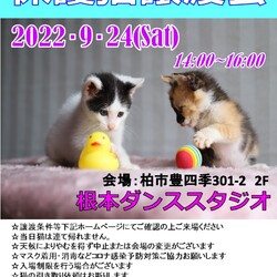 【柏市】9/24（土）根本ダンススタジオ保護猫譲渡会 サムネイル1