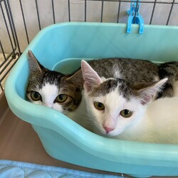 ねこのWa猫譲渡会　静岡市葵区 サムネイル2