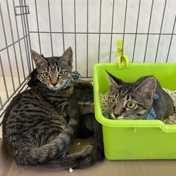 ねこのWa猫譲渡会　静岡市葵区 サムネイル3