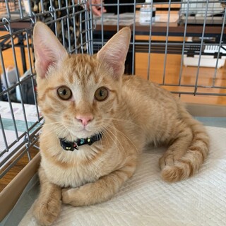 ☆オレンジ色の甘えん坊　ちゃちゃ丸くん☆