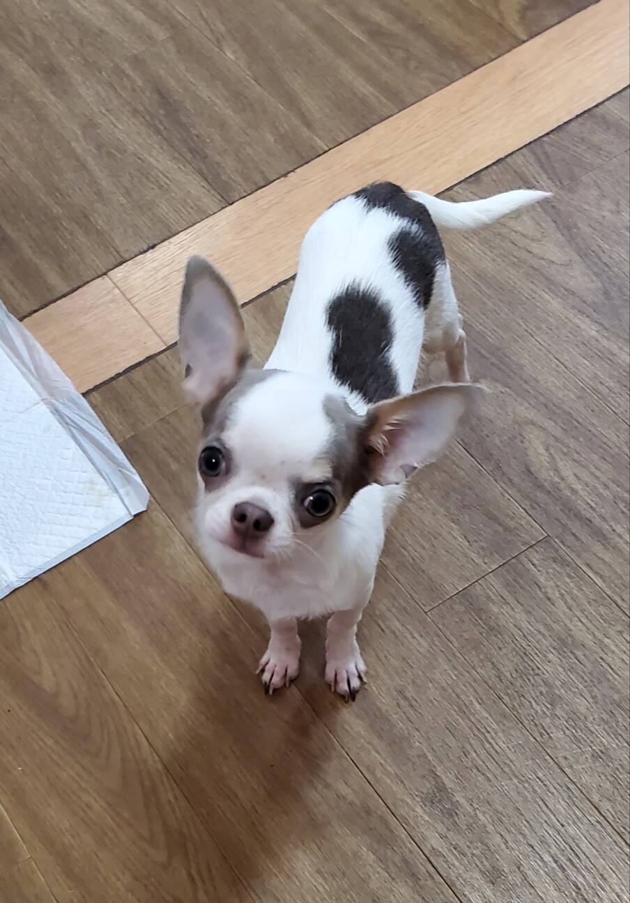 チワワのジャイアンくん♂５ヶ月 サムネイル2