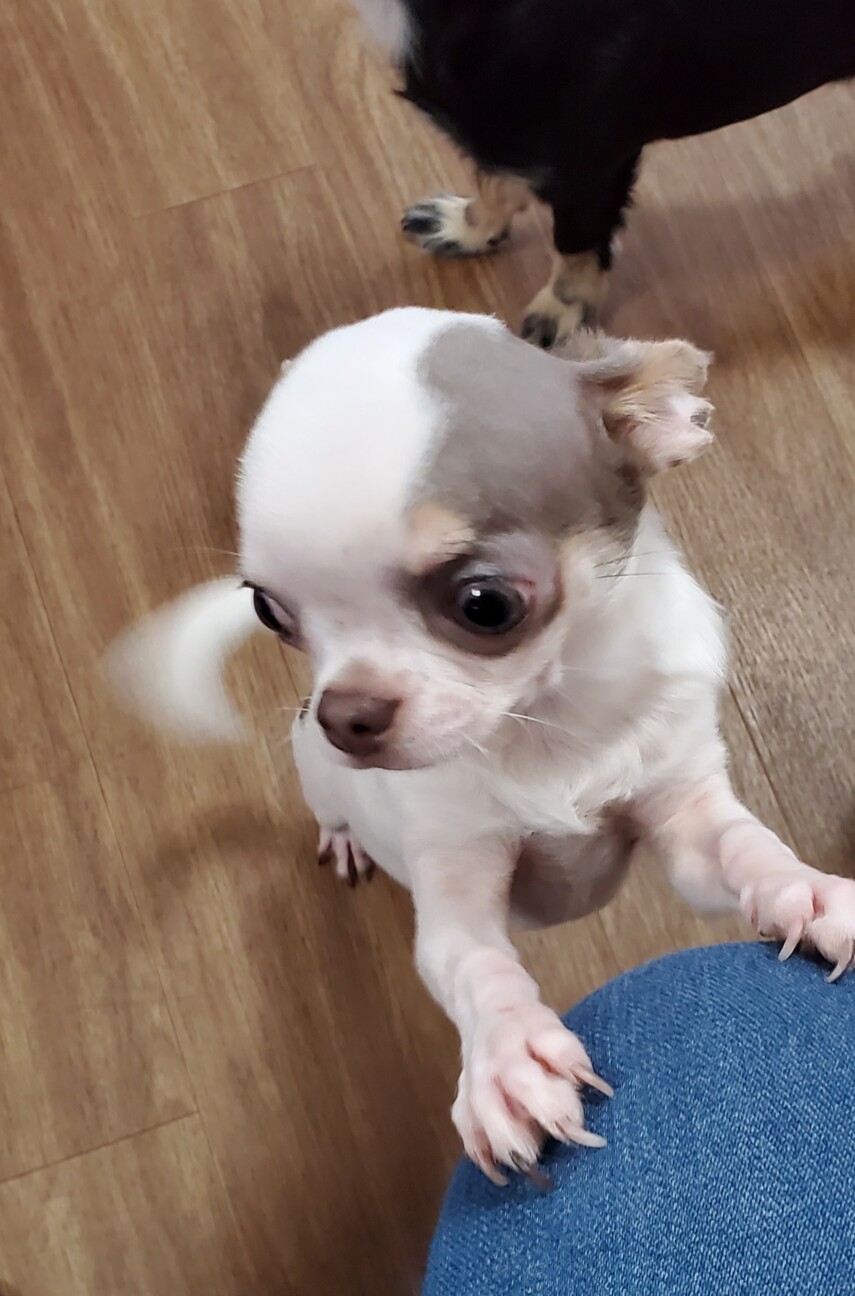 チワワのジャイアンくん♂５ヶ月 サムネイル3