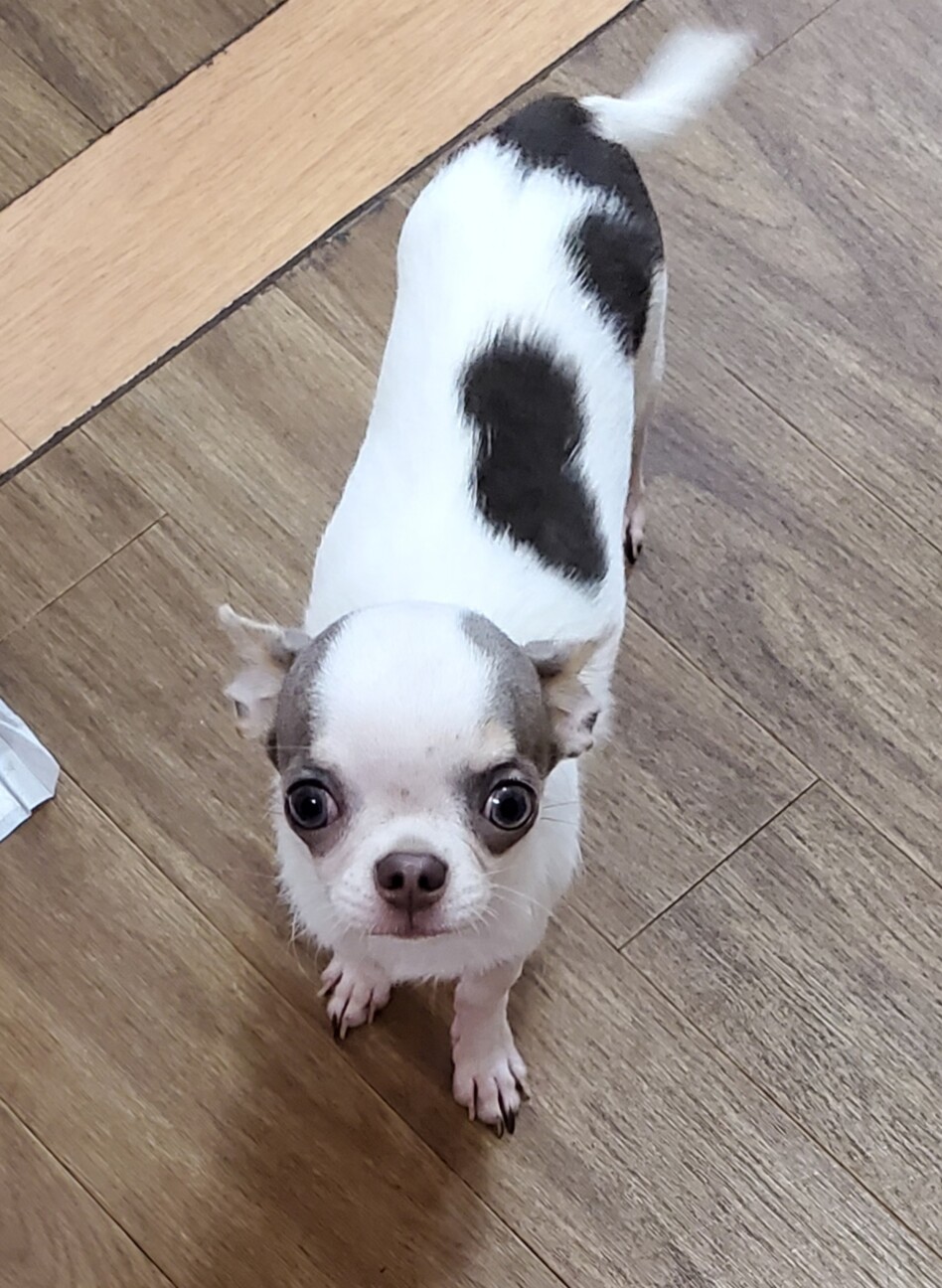 チワワのジャイアンくん♂５ヶ月 サムネイル4