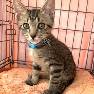 募集停止　キジトラ男の子☆ロン