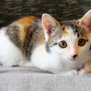 たれ目がキュートな『はなめちゃん』