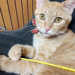 有り難うございます。里親さん決定です。