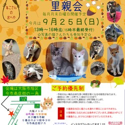子猫たくさん里親会！