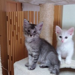 子猫たくさん里親会！ サムネイル2