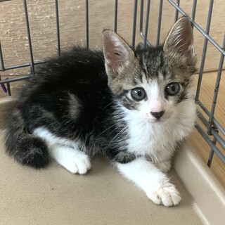 ２ヶ月子猫、里親募集中