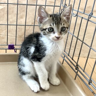 ２ヶ月子猫、里親募集中