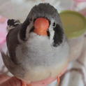 錦華鳥のエビフライさん