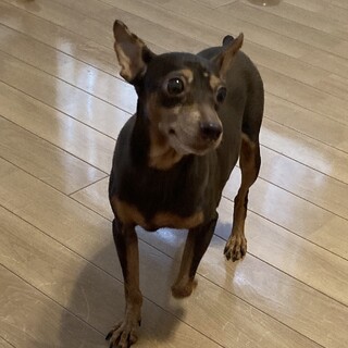 この子を助けてください。