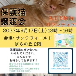 ネコの譲渡会IN島田