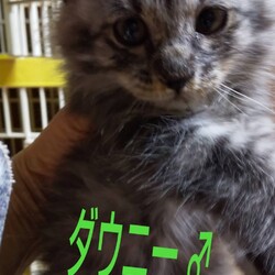 三重県津市9月18日(日)子猫の譲渡会