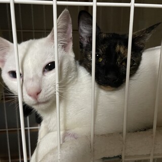 さびの女の子です