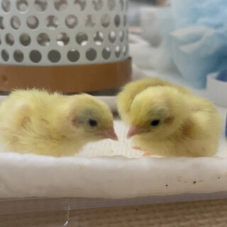 姫うずら　ひな　素敵な里親様が見つかりました！