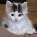 めちゃくちゃ甘えん坊なピー　オス猫