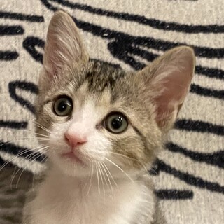 仲良し5兄妹（その1）ハンサムなはやと君