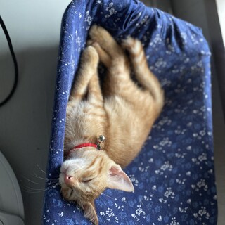 生後2ヶ月の茶色い子猫を保護しました