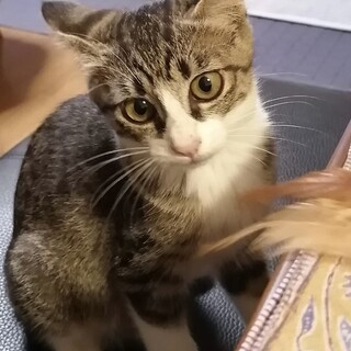 賢い母猫に愛情深く育てられたサバ猫女の子3か月