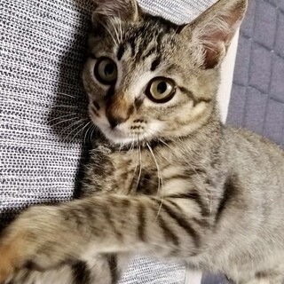 賢い野良母さんに愛情深く育てられたキジトラ君3か月