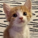 仲良し5兄妹（その3）エド・シーラン似の金くん