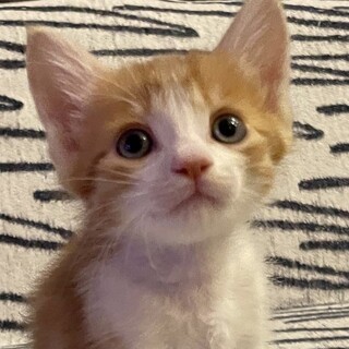 仲良し5兄妹（その3）エド・シーラン似の金くん