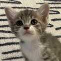 仲良し5兄妹（その4）珍しいグレー白の銀くん
