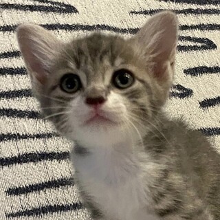 仲良し5兄妹（その4）珍しいグレー白の銀くん