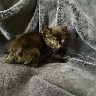 黒猫　女の子　1歳半　子猫