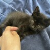 黒猫　女の子　1歳半　子猫 サムネイル2