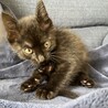 黒猫　女の子　1歳半　子猫 サムネイル3