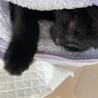 黒猫　女の子　1歳半　子猫 サムネイル4