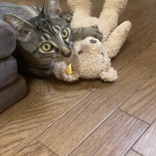 甘えん坊♡キジトラ《きじみ》