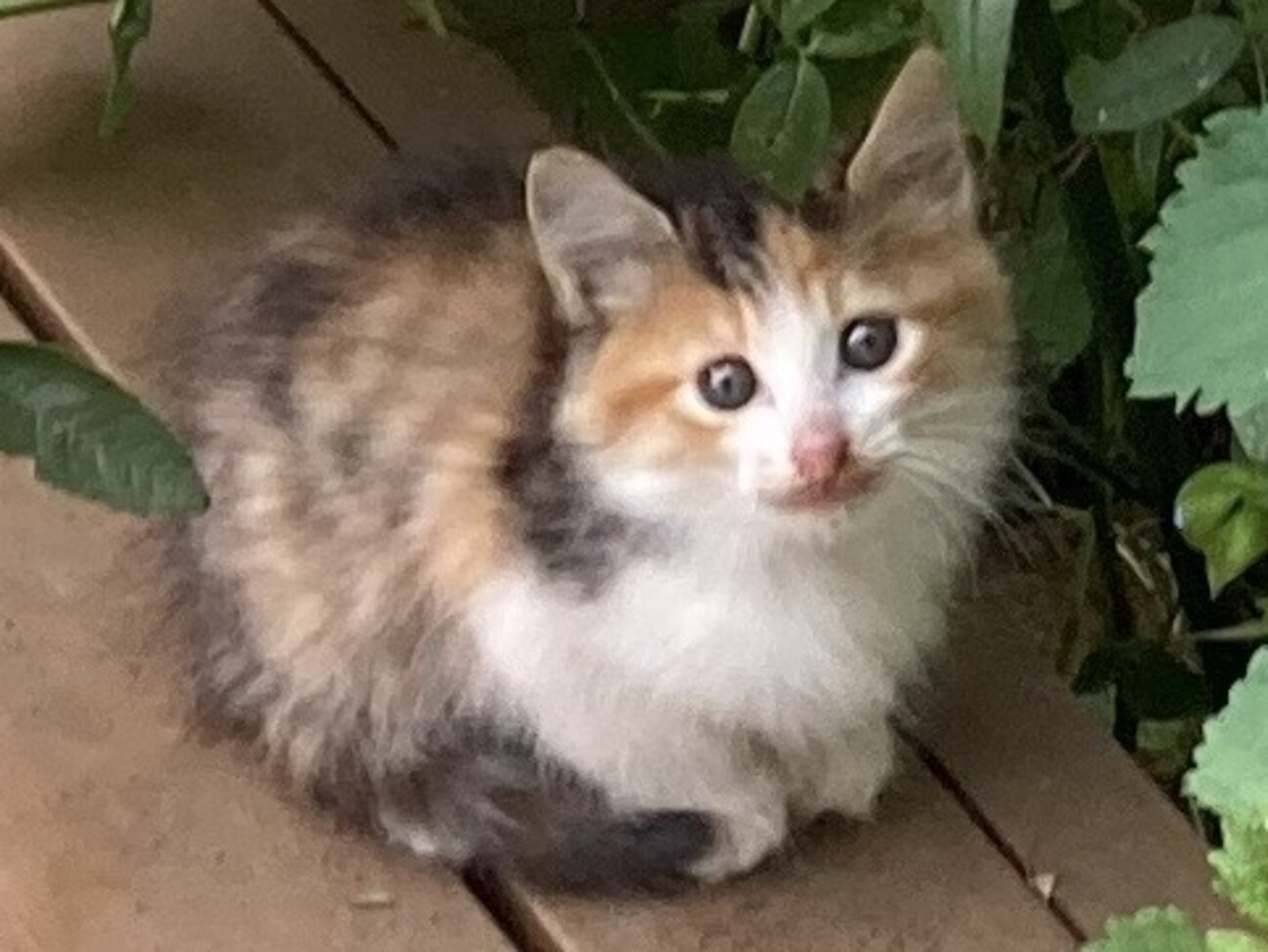 野良子猫 千葉県 猫の里親募集 ペットのおうち 月間利用者150万人