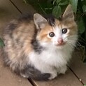 野良子猫