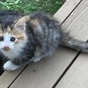 野良子猫 サムネイル2
