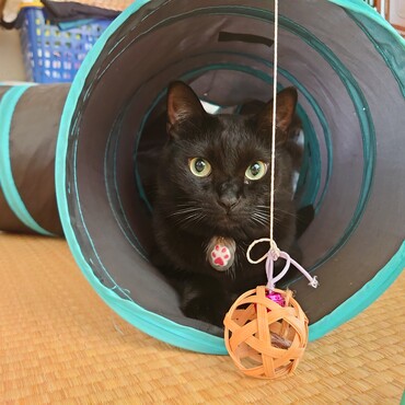 くろずさん、トンネルおもちゃがお気に入り。頭隠して尻隠さずが得意。